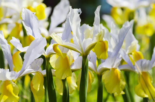 Photo of Iris Flower in Springtime