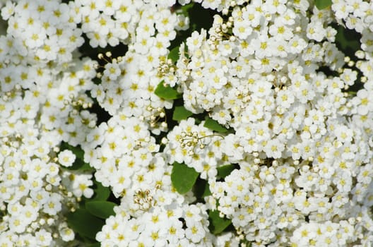 Photo of White Spring Flower Background