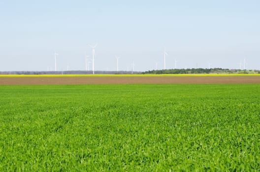Spring Field Landscape With Windmills