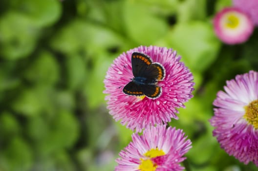Photo of Spring or Summer Flower Over Green