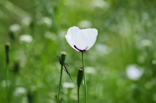 Photo of Poppy Flower Over Green Grass in Springtime