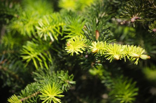 Photo of Green Pine Tree Background