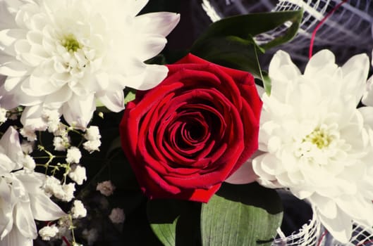 Single Red Rose Over White Flowers