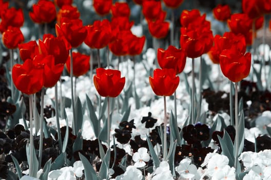 Photo of the Spring Red Tulips