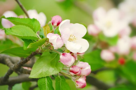 Spring Tree Blossom Vitality Background