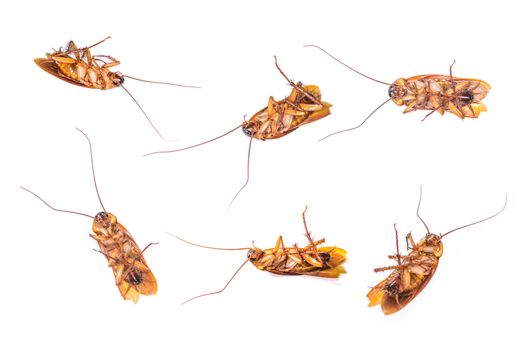 Collection of dead cockroach isolated on a white background 