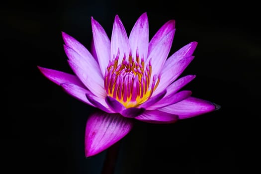 Purple lotus flower blossom on black background