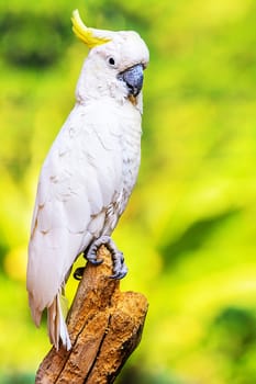 Yellow Crested Cockatoo perch on a branch