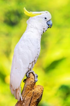 Yellow Crested Cockatoo perch on a branch