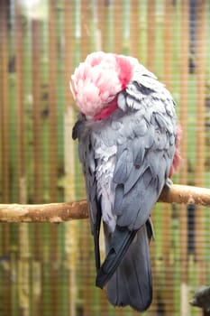ery nice with pink parrot in a cage