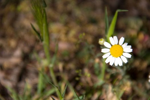 beautiful little daisy on a background of green grass