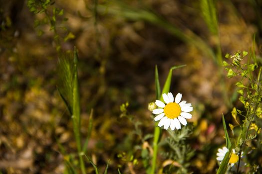 beautiful little daisy on a background of green grass