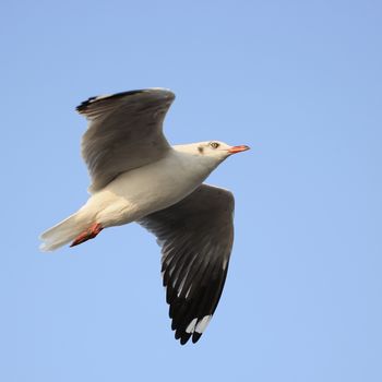 flying seagull on beautiful sky background