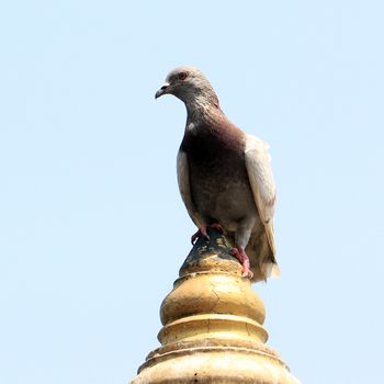 dove sitting on a pole with sky background
