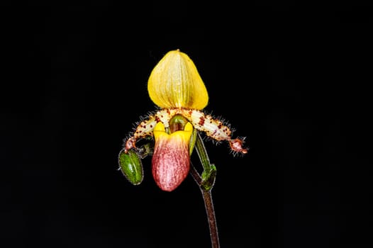 Beautiful paphiopedilum orchid flowers on black background