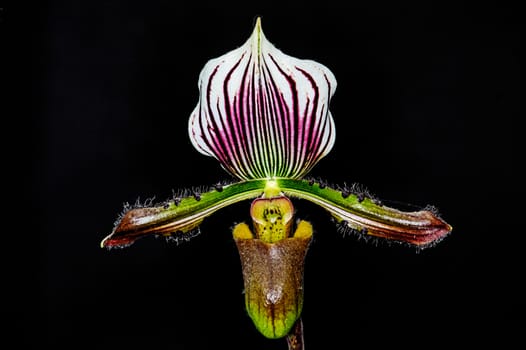 Beautiful paphiopedilum orchid flowers on black background