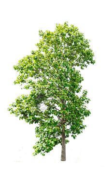 Green tree isolated on white background