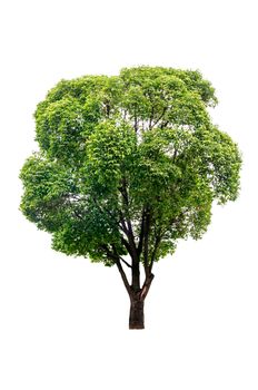 Green tree isolated on white background