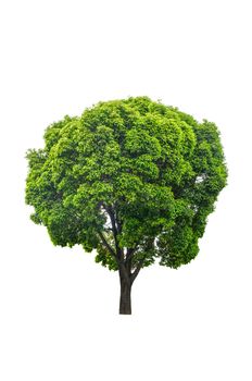 Green tree isolated on white background