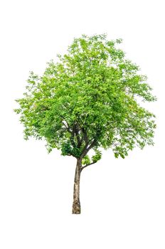 Green tree isolated on white background