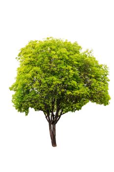 Green tree isolated on white background