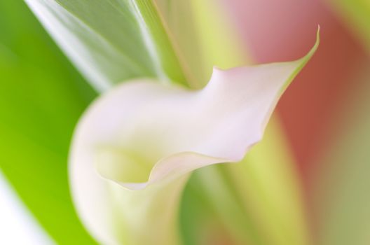 Beauty Pink Calla Lily Details closeup. Focus on Edge of Petals