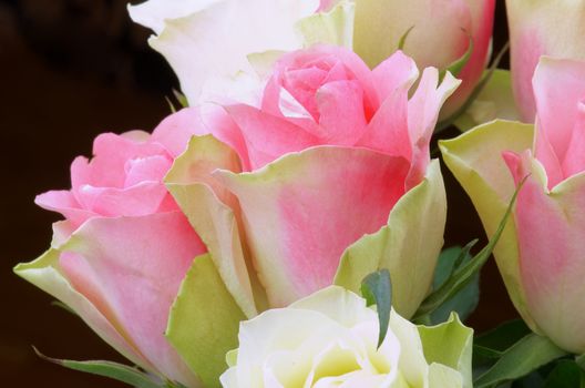 Beauty Yellow Pink Roses closeup on Black background