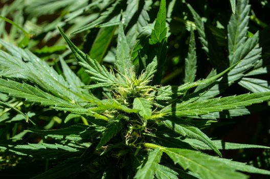 Blooming Cannabis Marijuana Green Ripe Buds Flowers