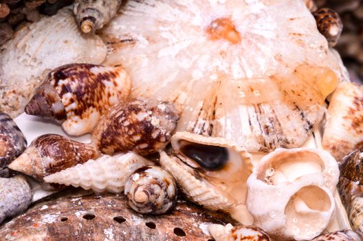 Texture Background of colored round sea shells