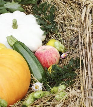 autumn harvest composition with fresh vegetables and fruits