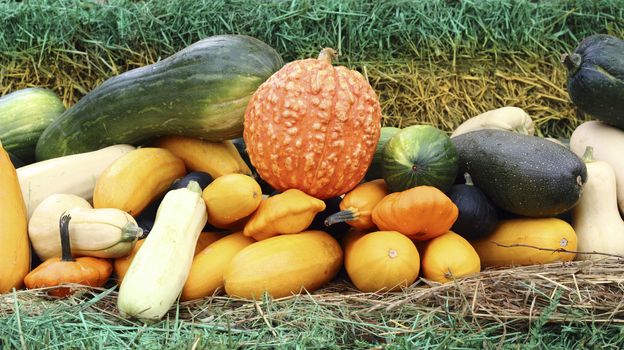 Various breed ripe pumpkin stacked on straw