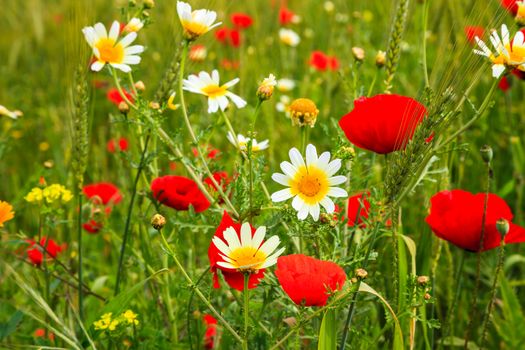 Flowers in the meadow of morocco