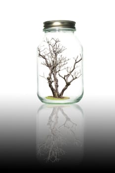 Tree in bottle isolate