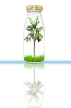 plam tree in bottle isolate