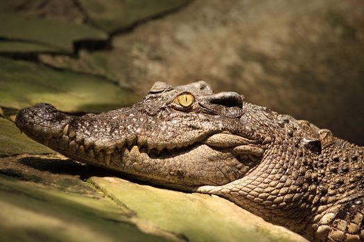 Muzzle of the crocodile close up