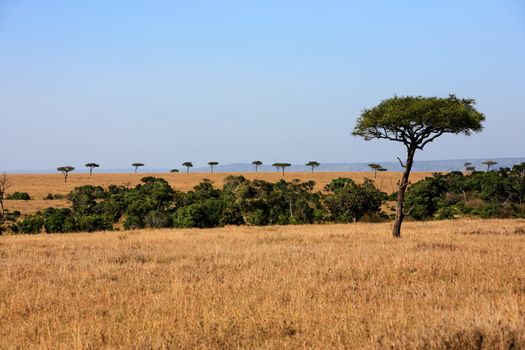 beautiful plains of the Masai Mara reserve in Kenya Africa