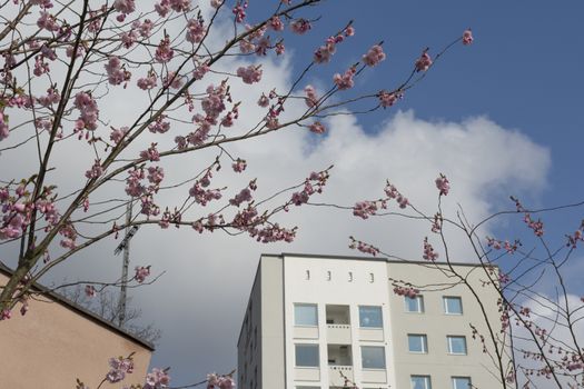 Cherry blossom and fifties architecture detail in Vallingby, Stockholm, Sweden in April.