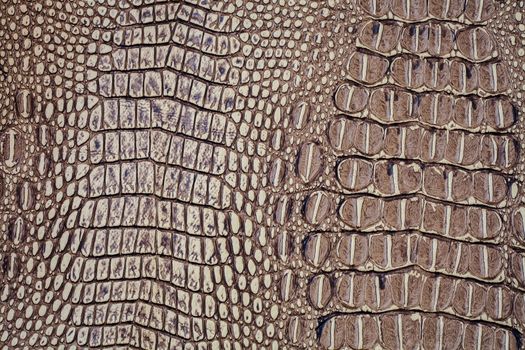 Crocodile skin texture