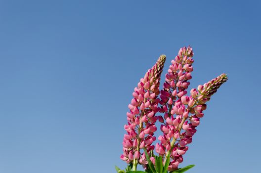 three branches of young nice lupine on blue sky backround