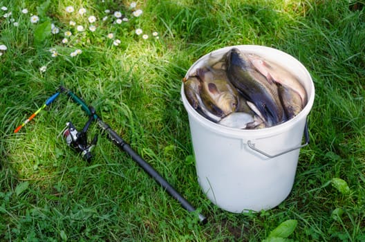 big white bucket lie many fish roach bream tench rod lying in grass