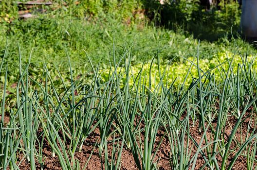 fresh green onion in summer vegetable and herbal garden