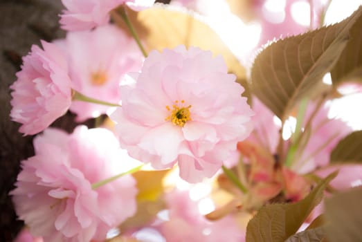 Japanese tree with pink flowers