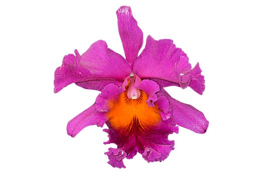 Orchid flower isolated on white background 
