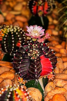 Blossom of a cactus background stone