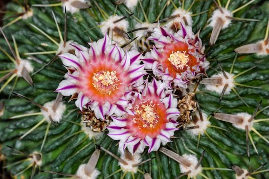 Blossom of a cactus  close-up shoot