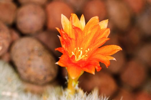 Blossom of a cactus  close-up shoot background stone