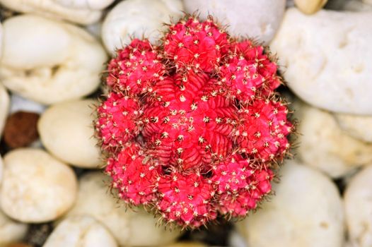 Cactus close-up shoot background stone