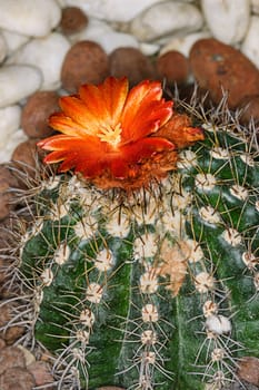 Blossom of a cactus  close-up shoot background stone