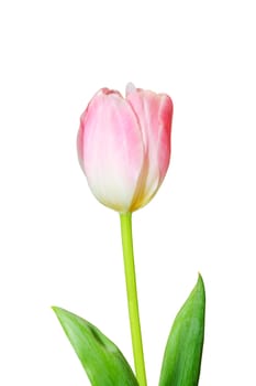 Pink tulip isolated on white background 