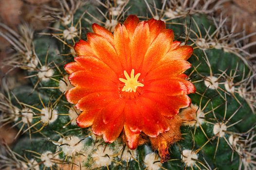 Blossom of a cactus  close-up shoot